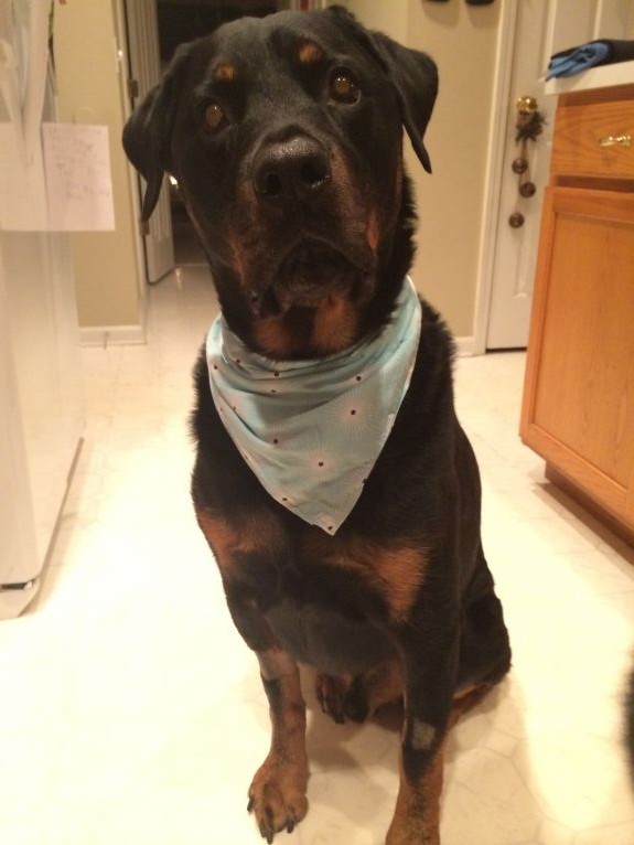 Tripawds Nutrition \u00bb Rottweiler Shares Osteosarcoma Dog Cancer Diet ...